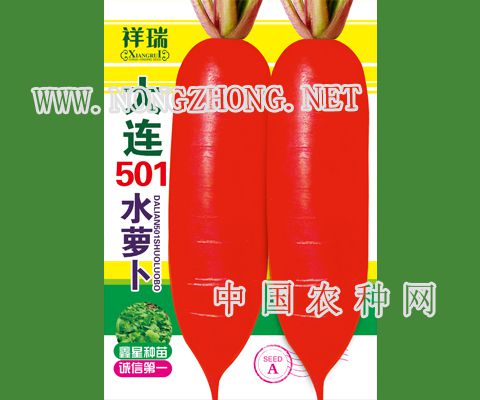 大连501水萝卜